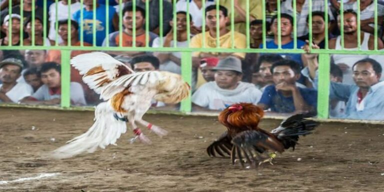 Đá Gà Thomo – Luật Thi Đấu Quốc Tế Chi Tiết Mới Nhất 2026